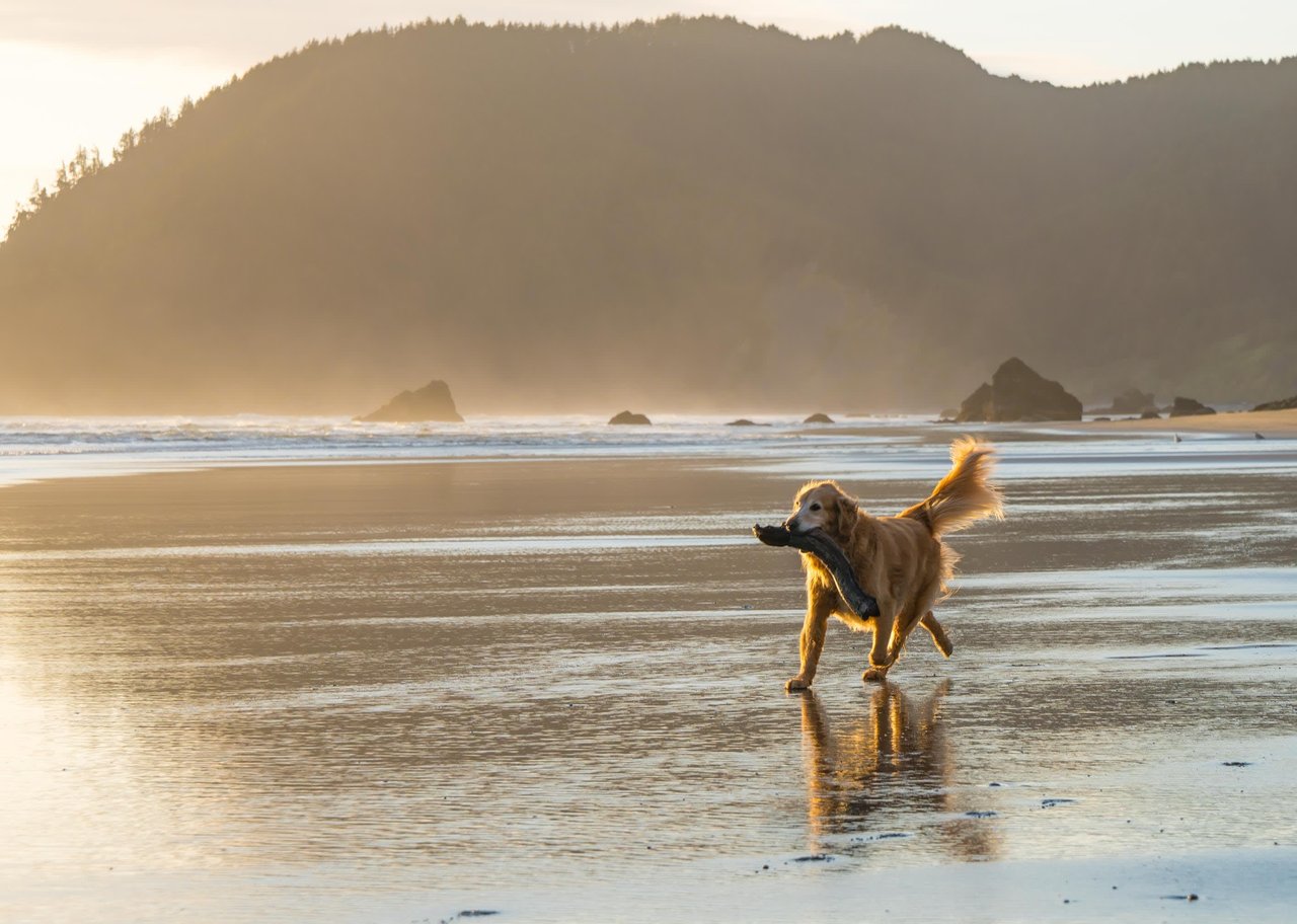 Pets: the other half of our lives