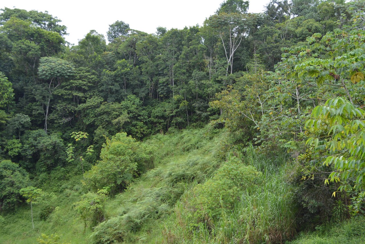 7.6 Acres Calle Camaron Platanillo