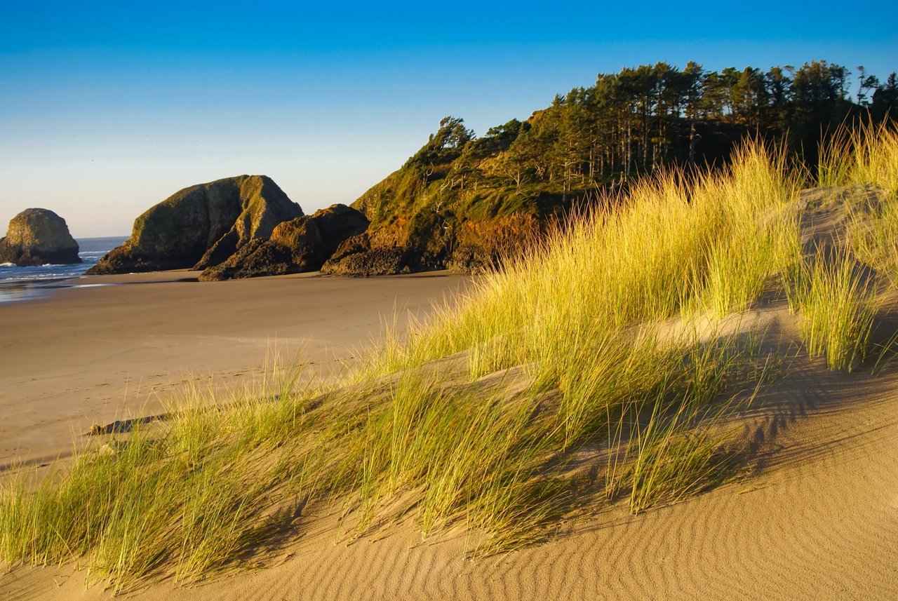 Cannon Beach dune grass and sand sculped by the wind with a clear blue sky