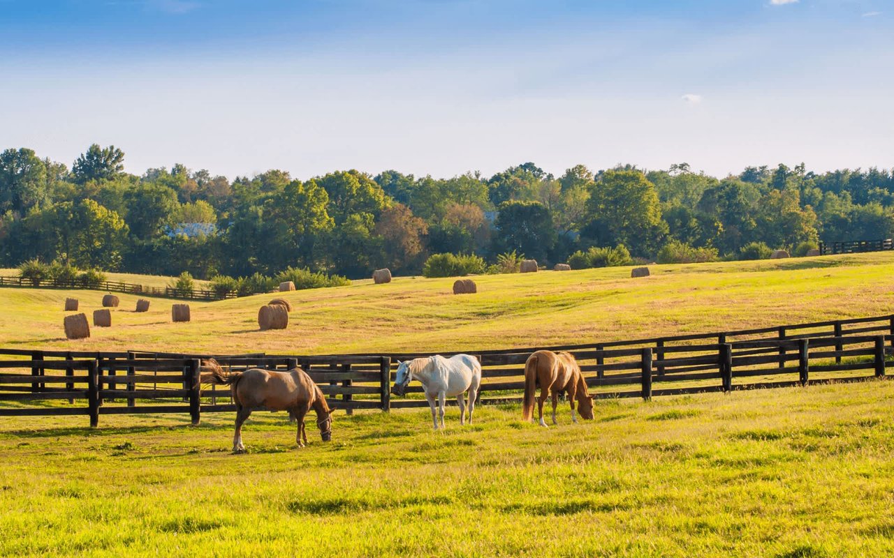 Spring in Lexington: Where to Go and What to See