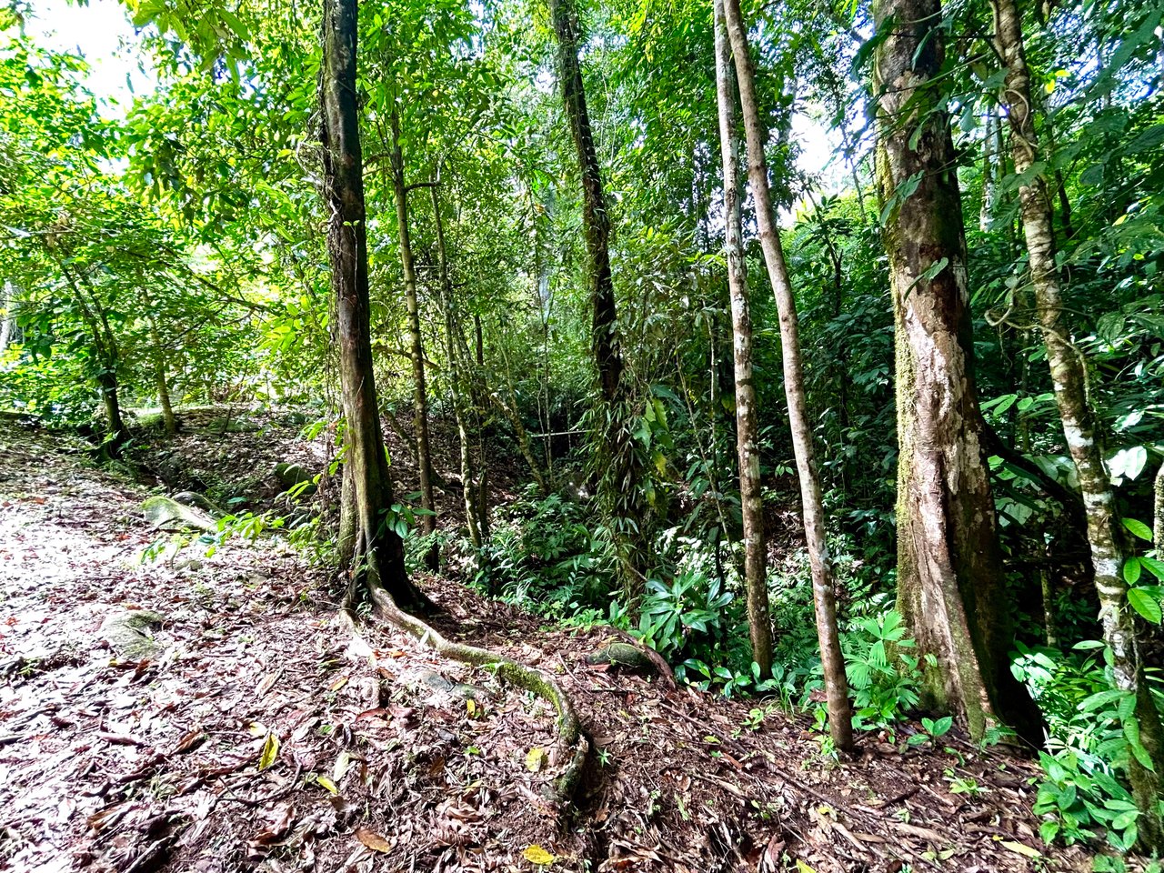 Secret Paradise Property in Altos de la Colonia