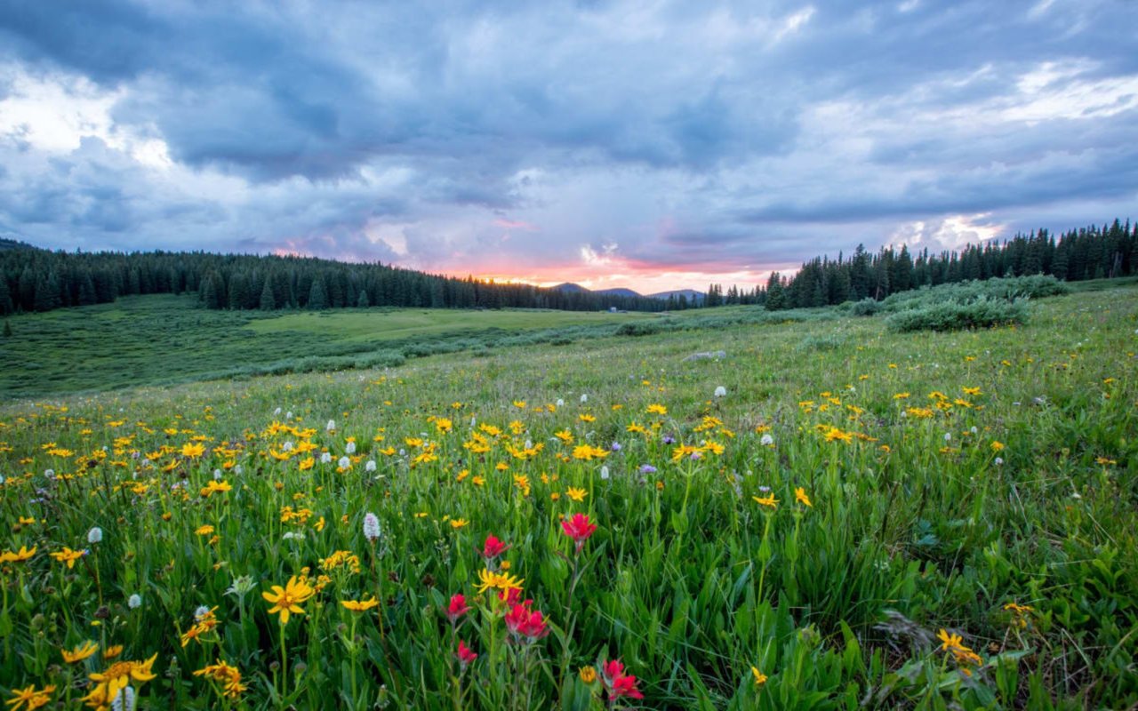 Colorado Hikes Packed With Wildflowers