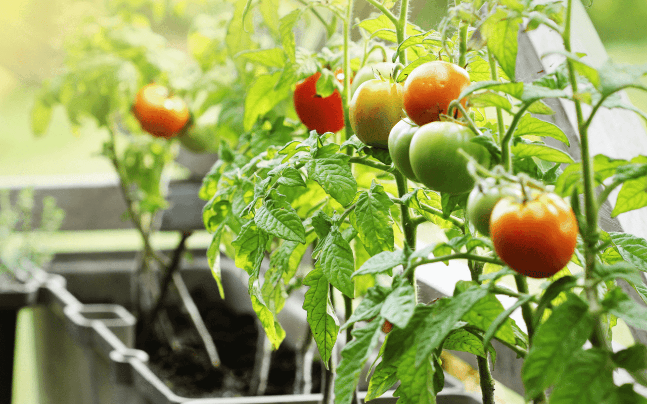 Effortless Gardens: The 10 Easiest Plants to Grow