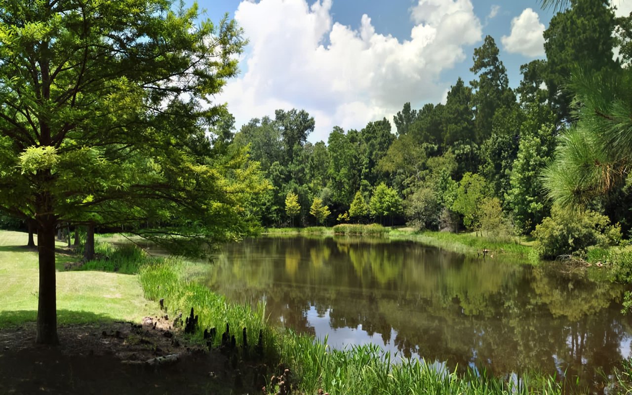  The pond's dark surface reflects the surrounding trees and the sky.