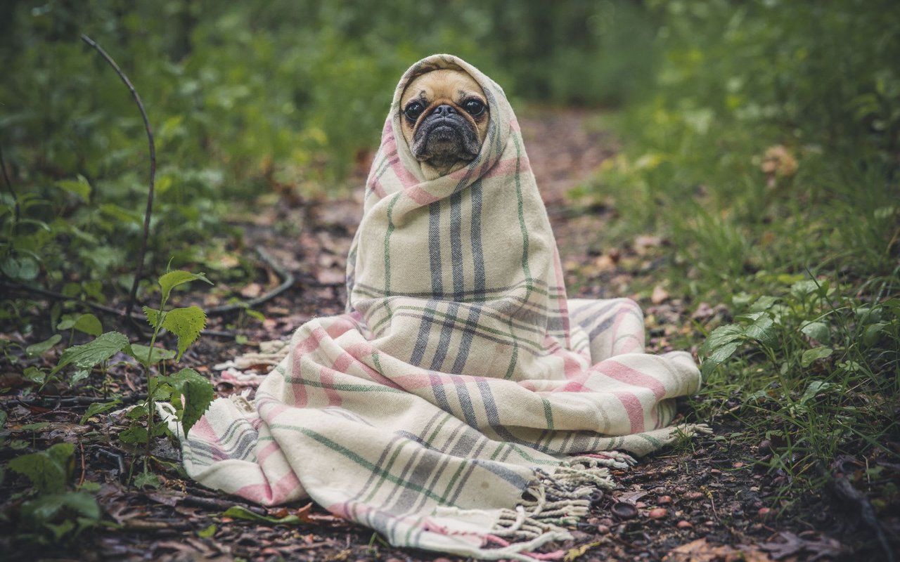 Homebuying: How To Find What's Best For You And Your Pets