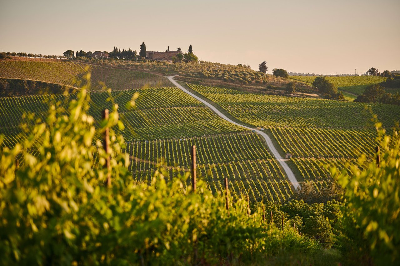 Vineyard Pro Real Estate Paso Robles