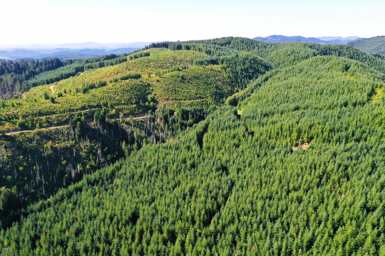 High Pass Tree Farm