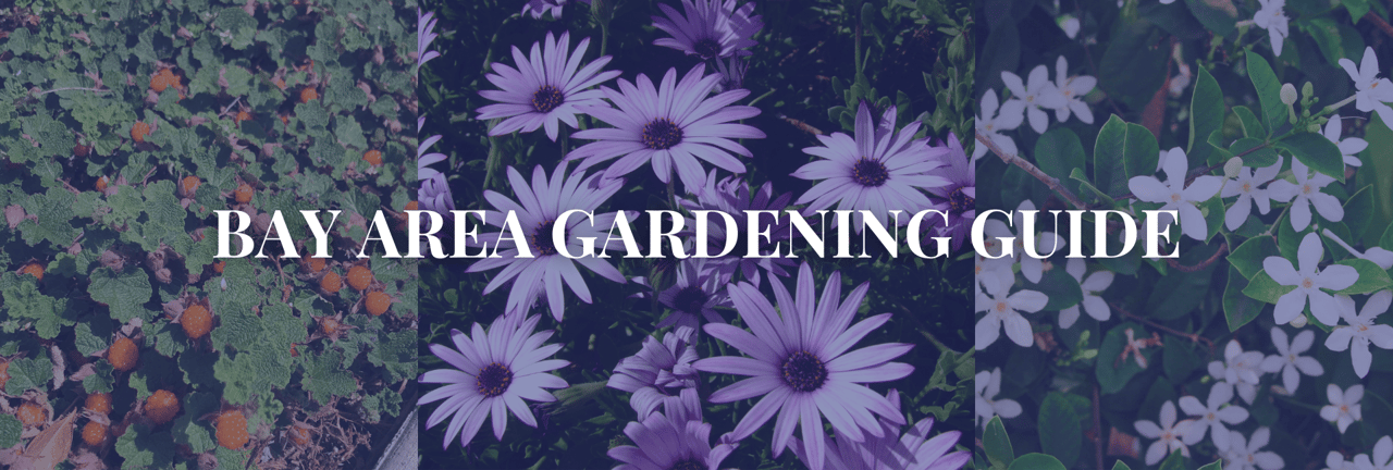 Bay Area Gardening Guide: 