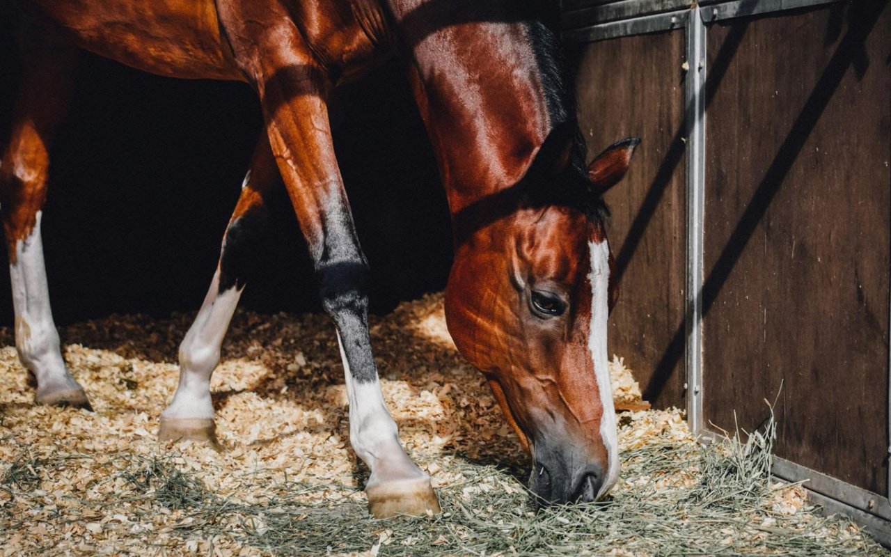 Hamptons Hoofprints: Unveiling the Charm of Exclusive Horse Farms