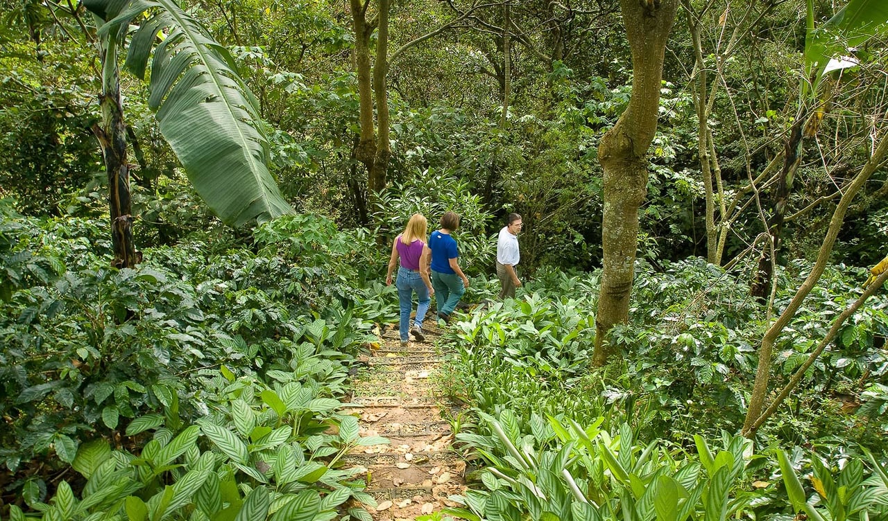 Boutique Coffee Farm Inn, Heredia