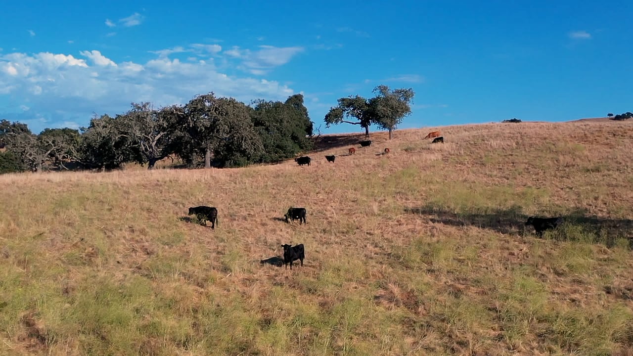 Rancho La Laguna