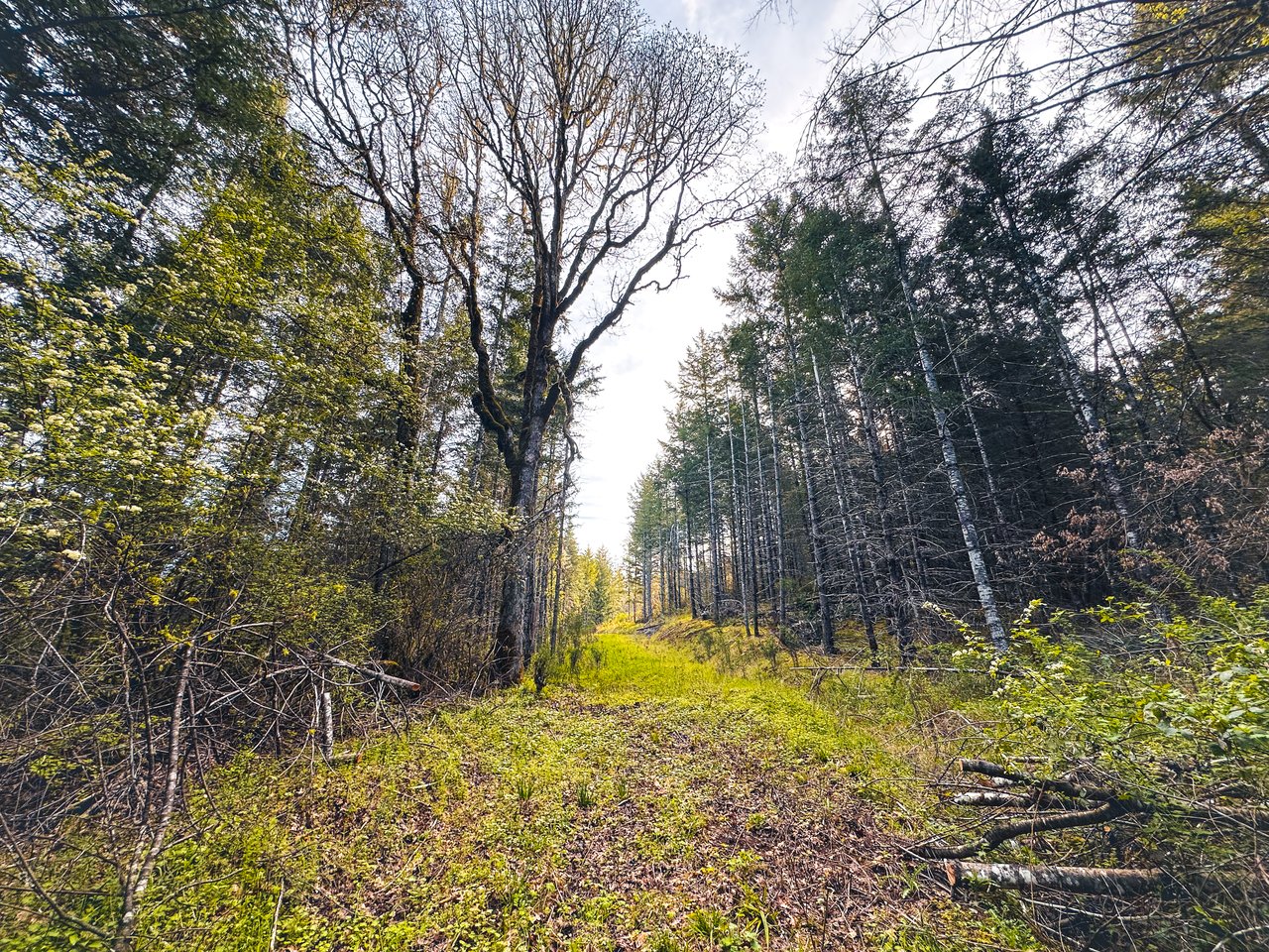 Liberty Forest Auction