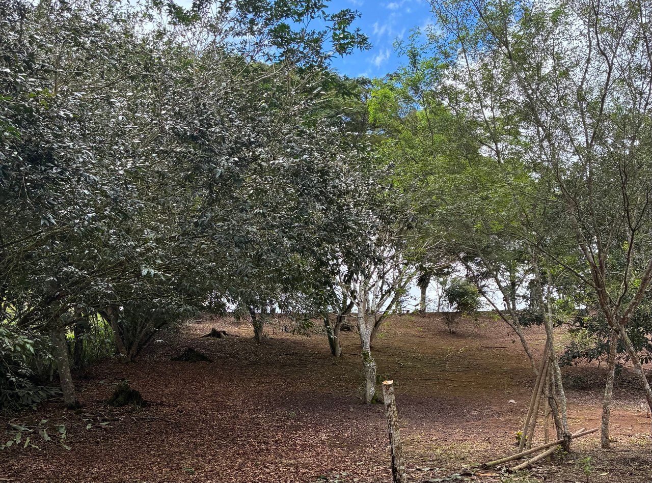 Building Lot 2O minutes from San Isidro with Fruit Trees and Views 