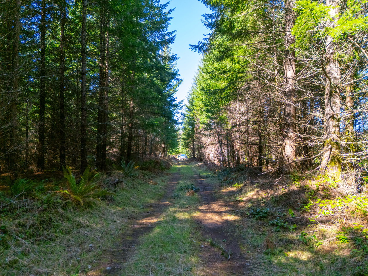 Marion Woods - Auction