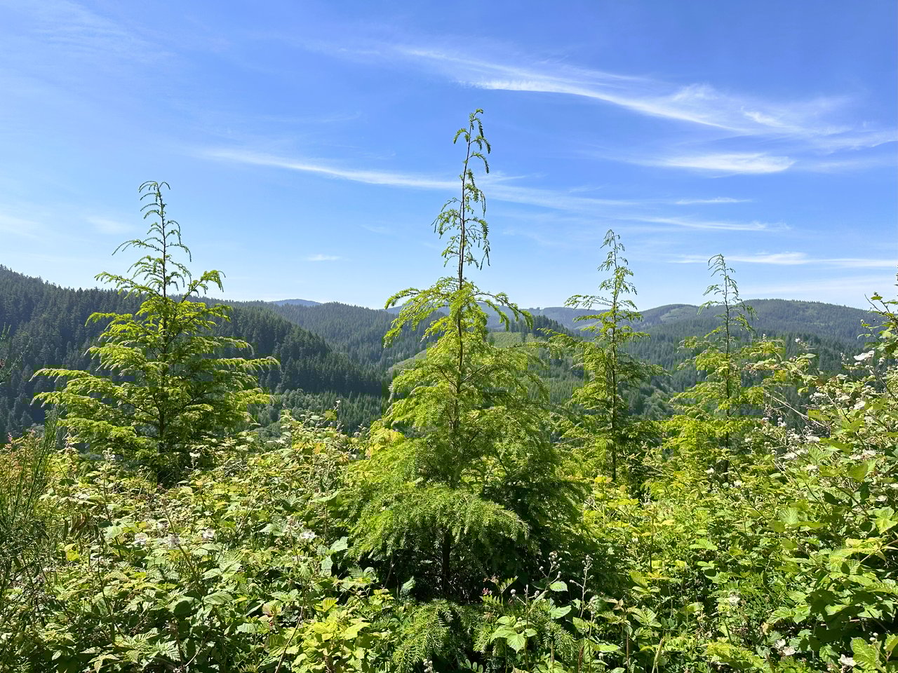 Alsea Estuary Forestland