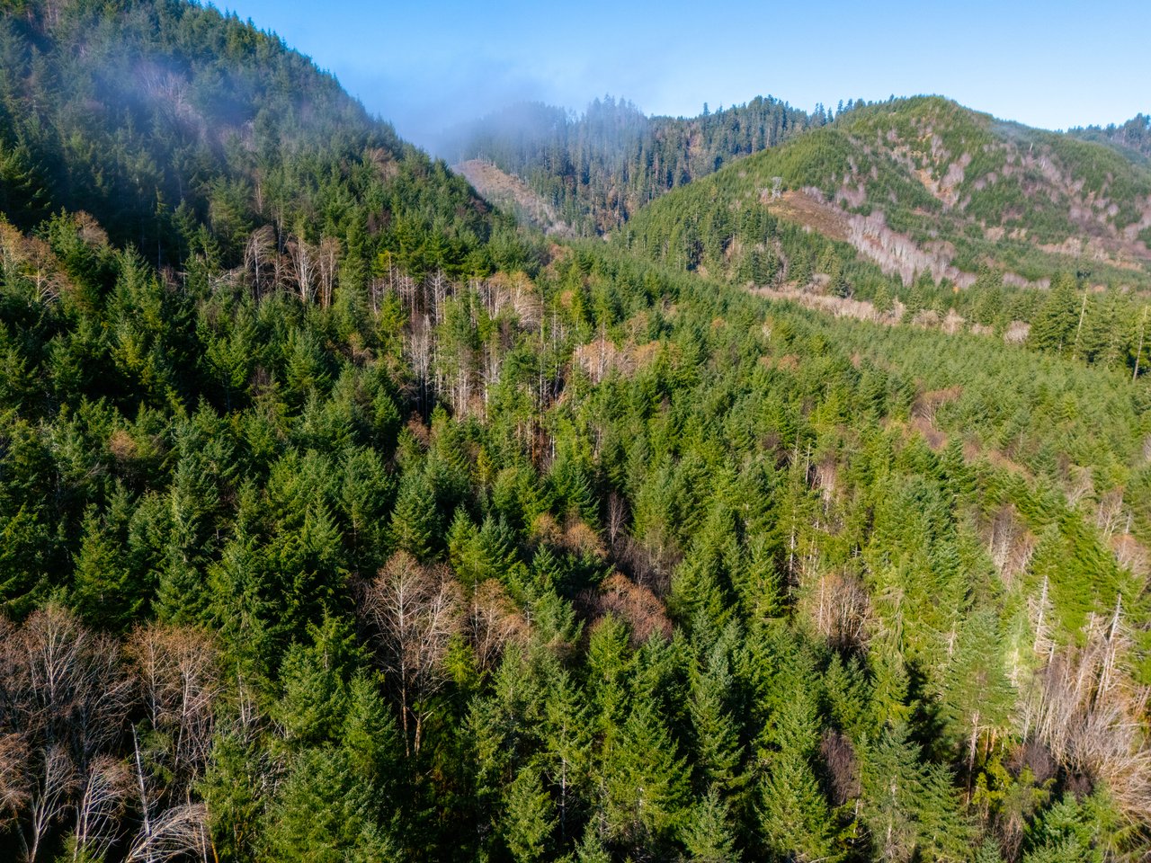 Waite Creek Woodlands