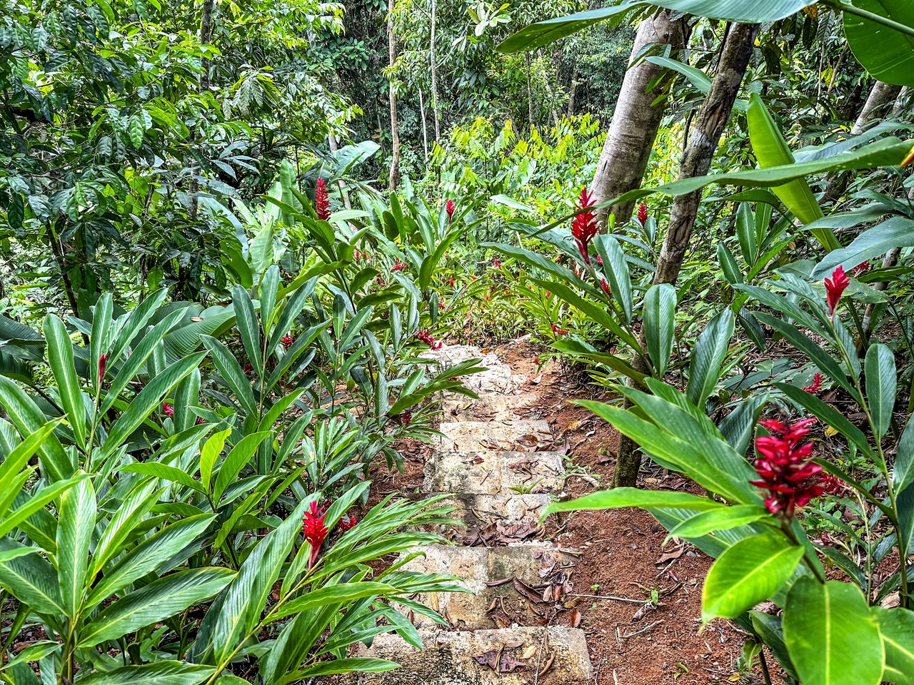 Jungle River Retreat with Airbnb & Build Space in Ojochal