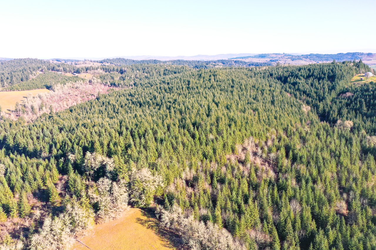 Liberty Forest Auction