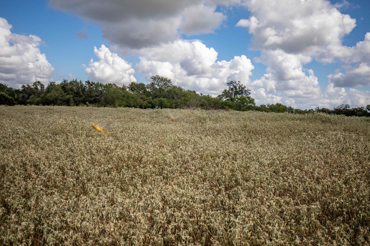 Lovers Lane River Ranch | 140± Acres | DeWitt County