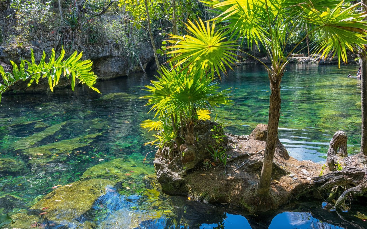 Clear spring water beside a rocky, palm-lined bank, with submerged plants and swimmers in the distance.