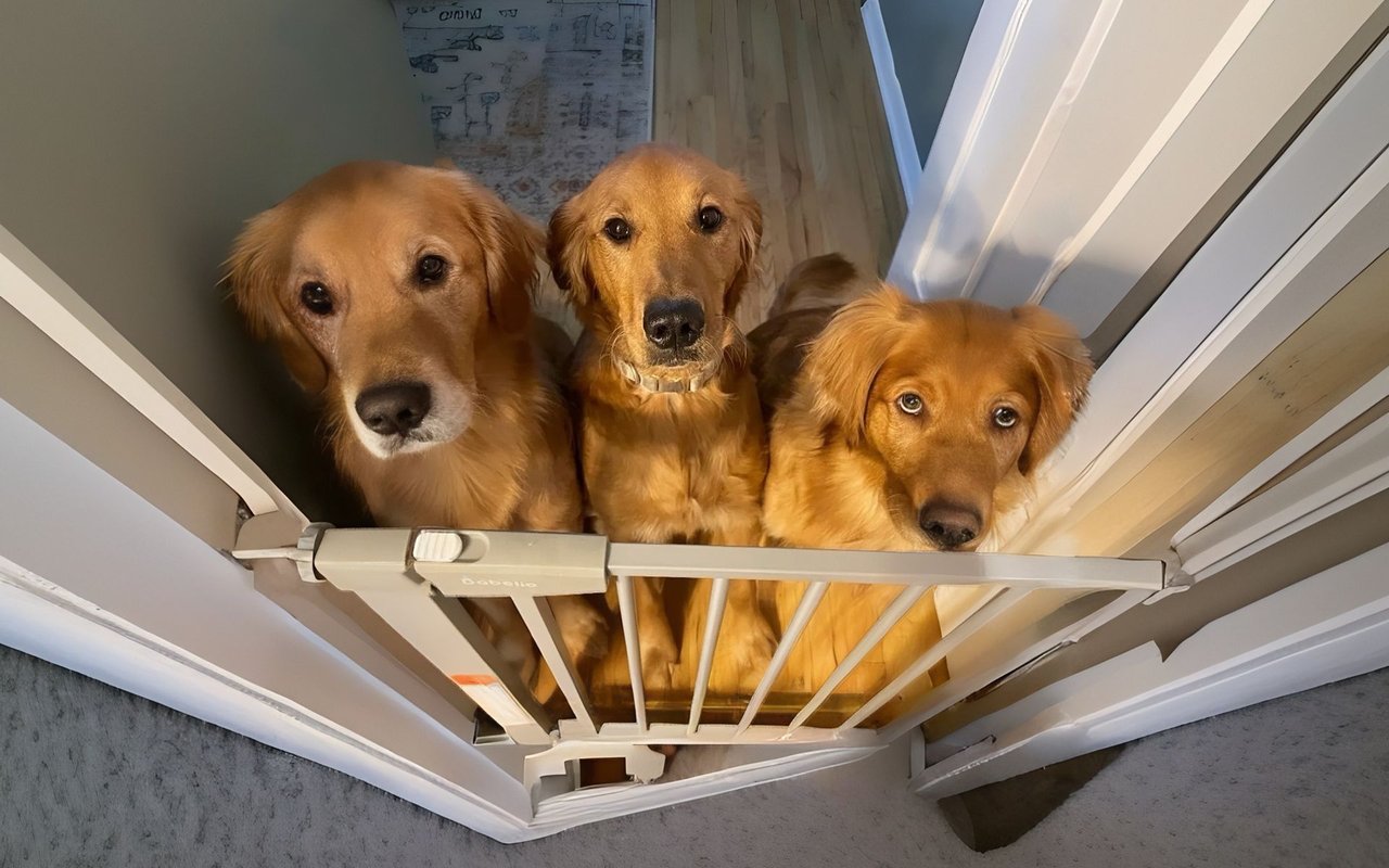 A Week with My Second Family: The Pickerel's