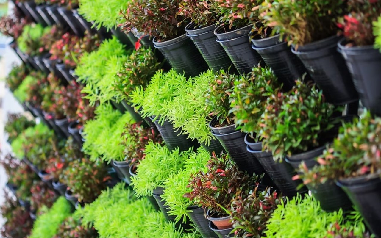 Don't be Scared to Scarify! Roots That Is...