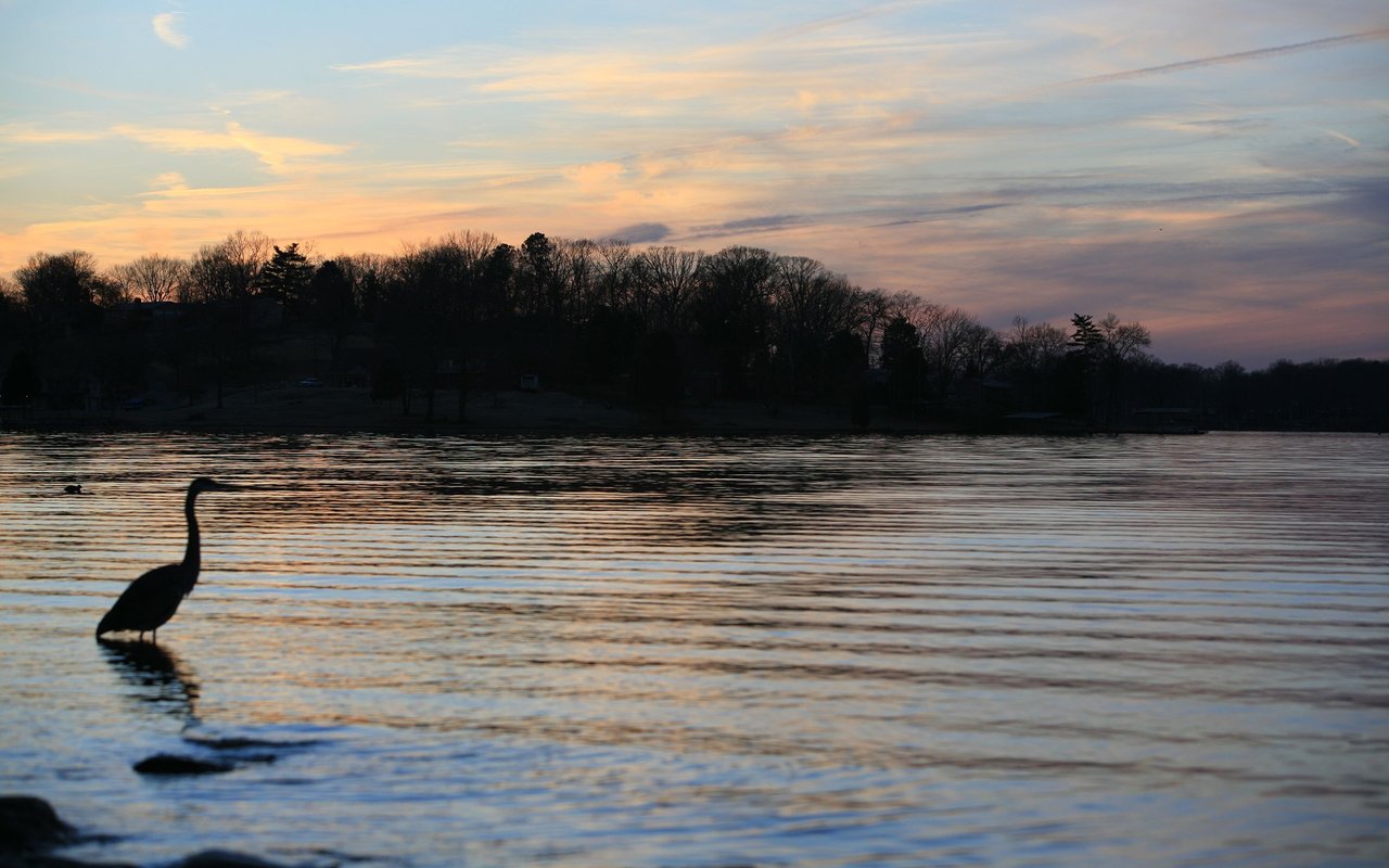 Heron standing in rippling water at sunset, with a tree-lined lake shore in the distance.