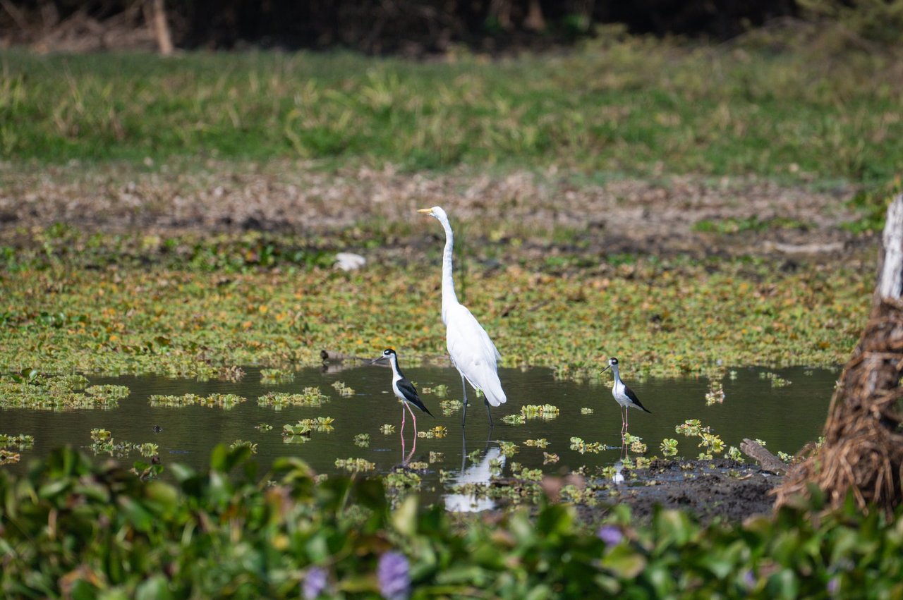 243 Hectares - Large Acreage - Costa Rica Investment Land. 