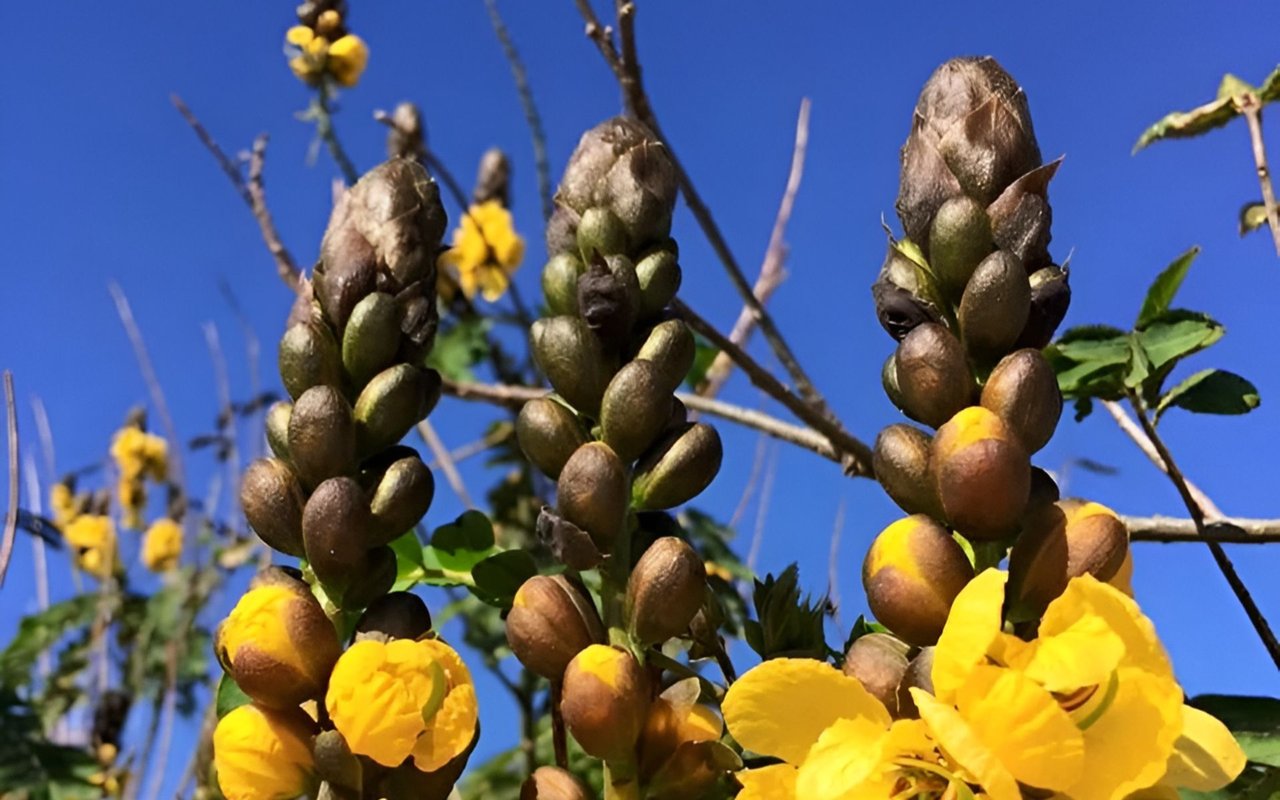 Yellow tree blossoms and clustered buds against a clear blue sky.