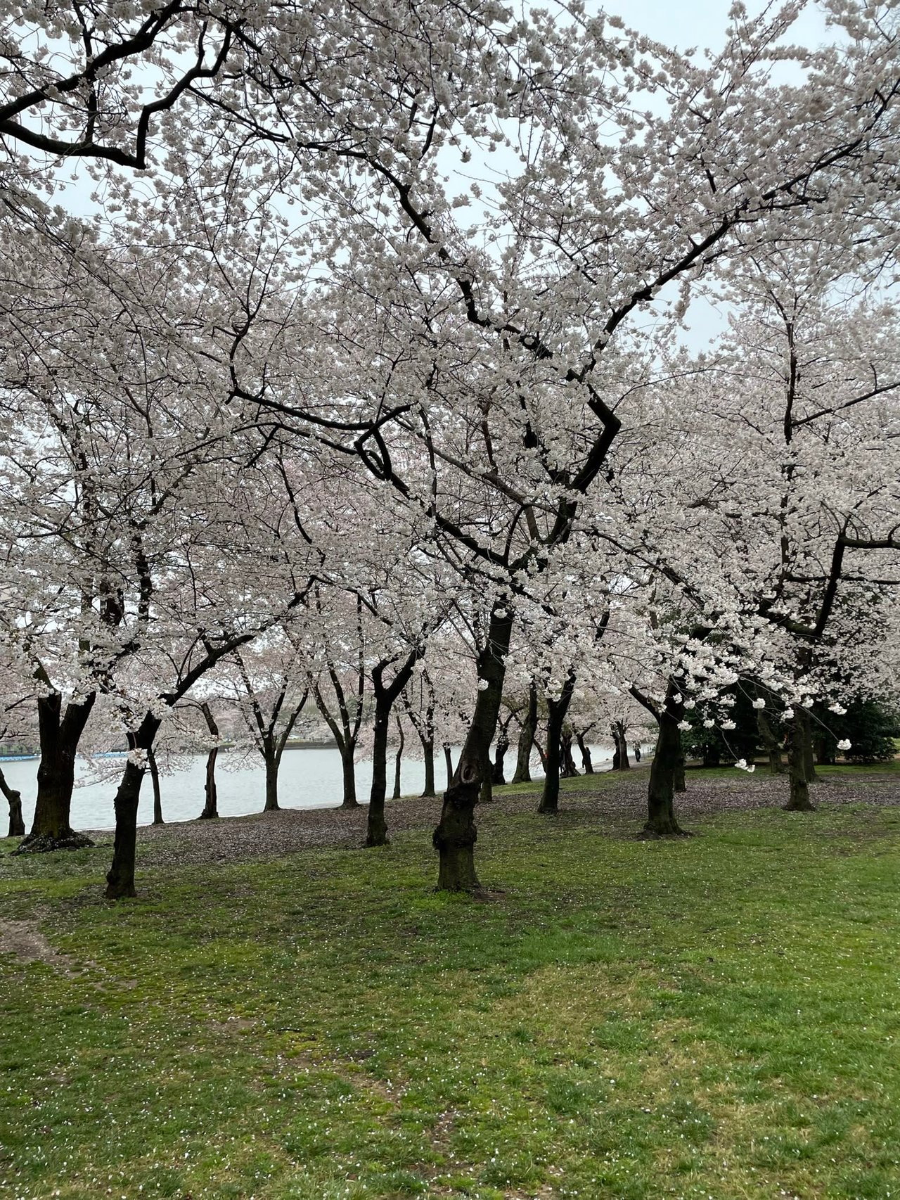 🌸 CHERRY BLOSSOM FESTIVAL 🌸