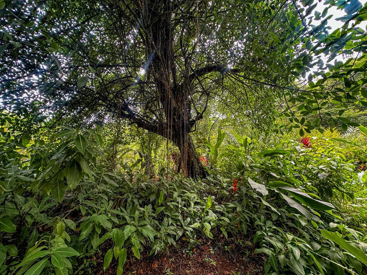 Ojochal Jungle Retreat for Sale with River, Pool, and Income-Generating Casitas
