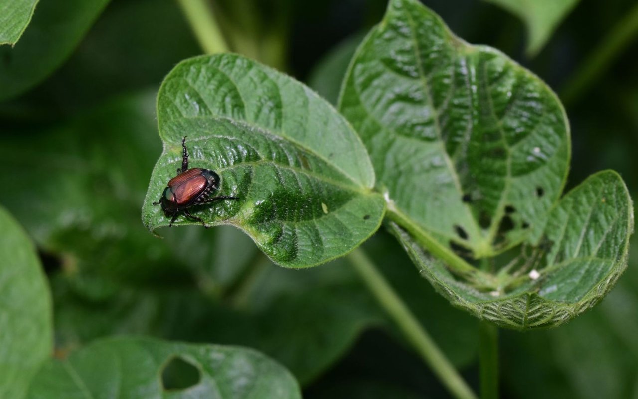 How to Control Garden Pests