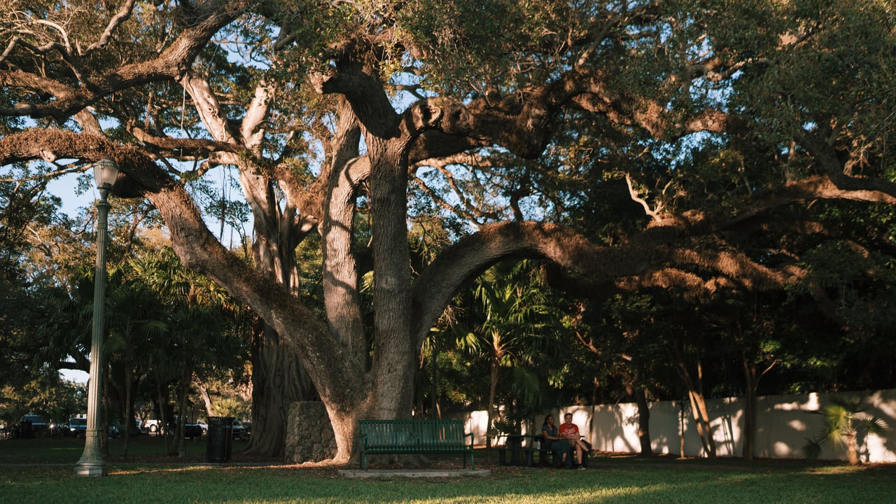Spreading live oak shades a park bench where two people sit in warm evening light.