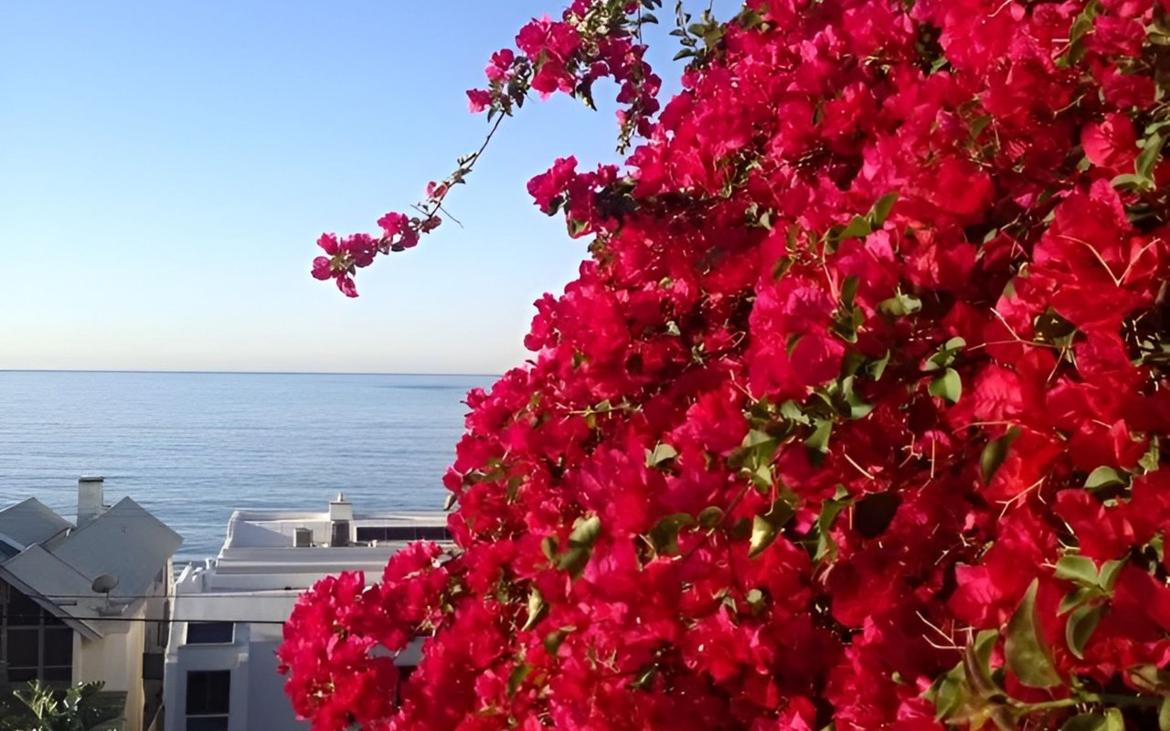 Magenta bougainvillea overlooking the ocean and coastal rooftops.