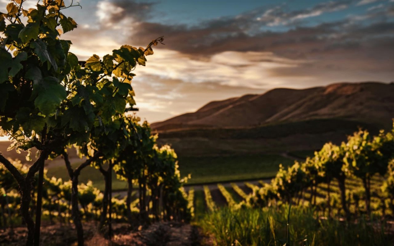The Top Attractions in Los Gatos, CA, For Locals or Tourists
