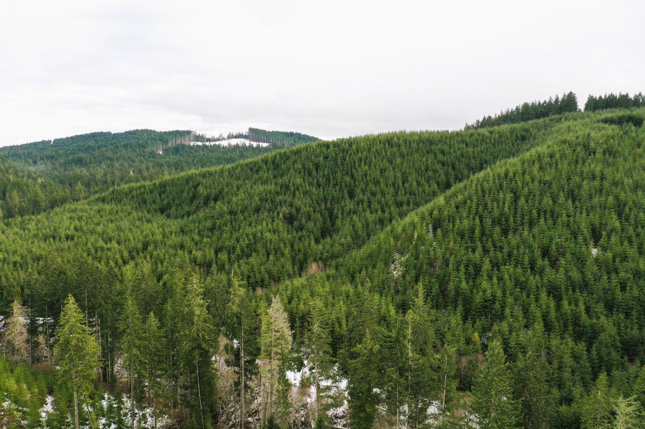 ARC Woods