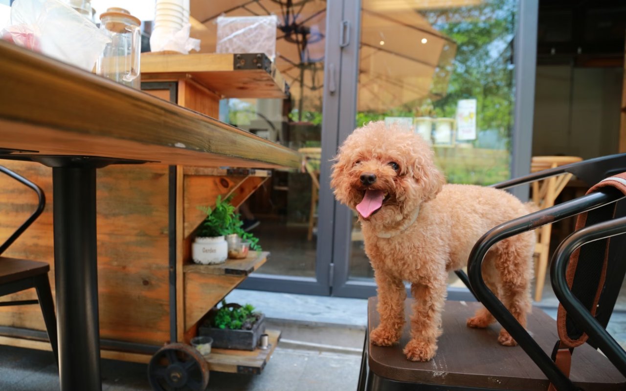 Pet-Friendly Restaurants in Mullica Hill