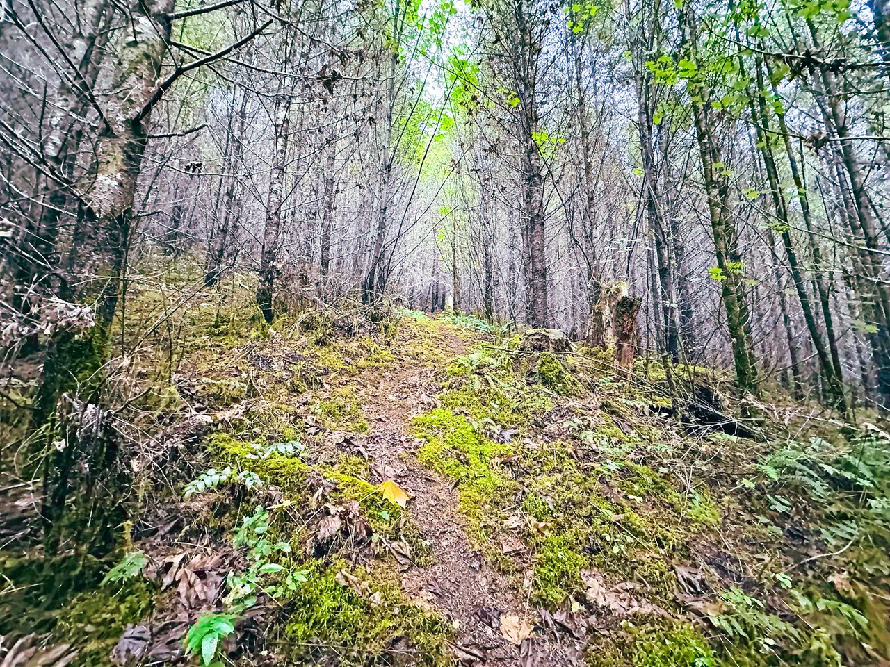 Little Forest
