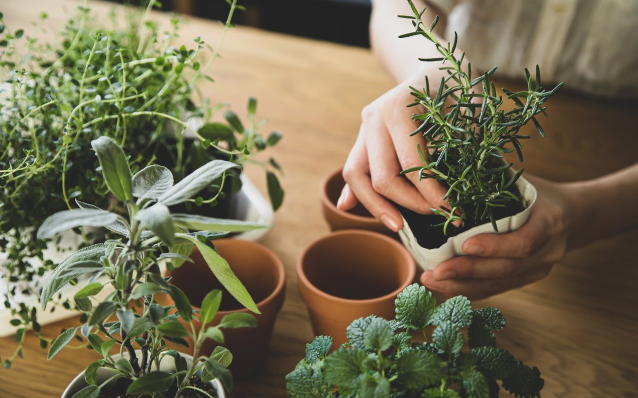 How to Start an Indoor Food Garden (for Beginners)