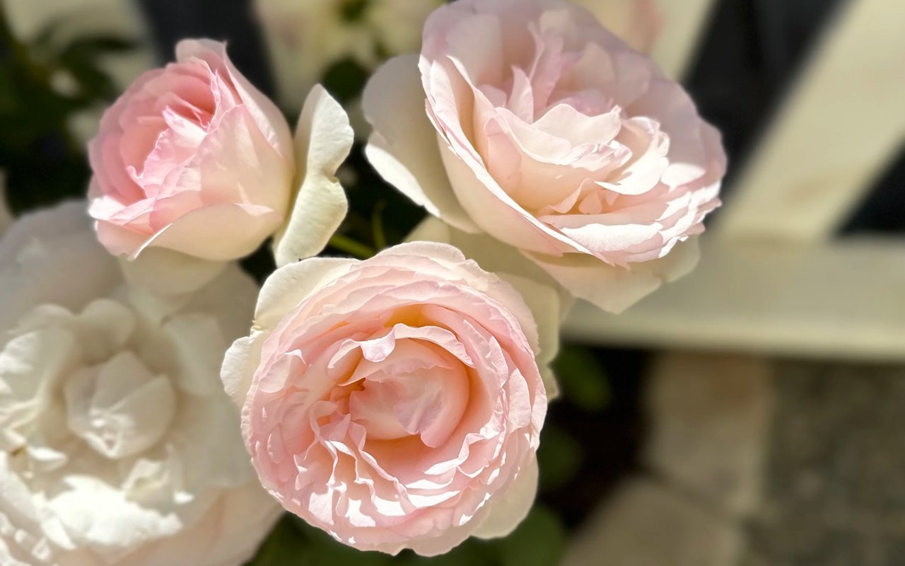 GREEN REALTOR NEWS | Vol. 26