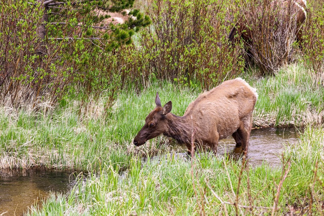 Where the Road Meets the Sky: Driving Trail Ridge Road