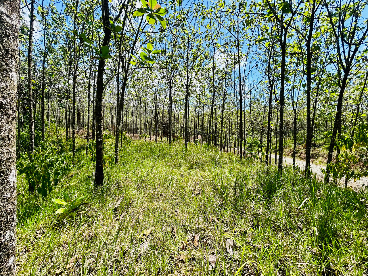 Prime 1.24-Acre Land in Matapalo / San Andrés – Ready to Build