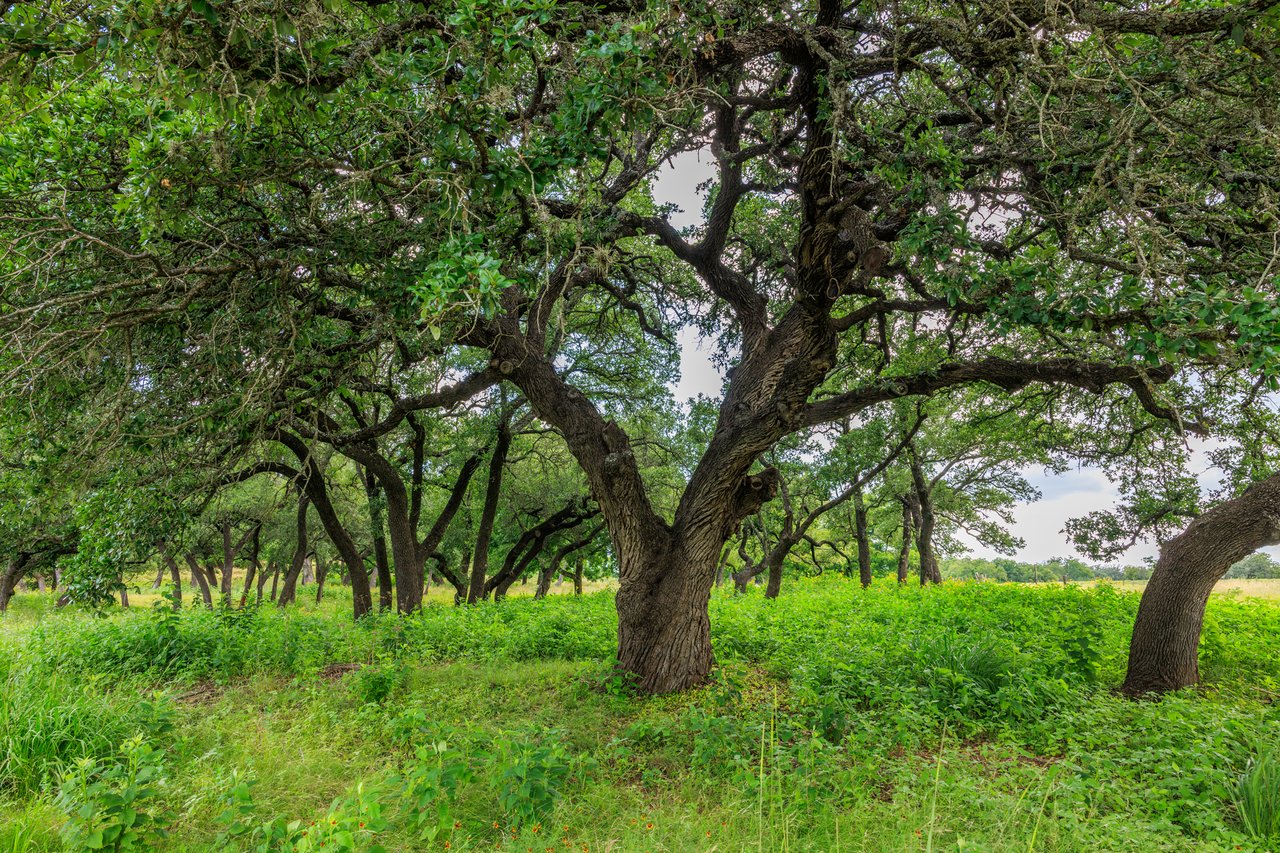 Live Oak Creek Ranch 