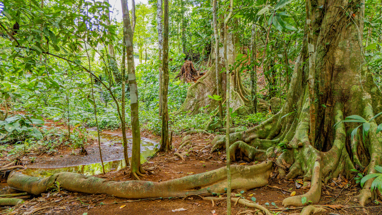 Modern 3-Bed Jungle Home with River and Pool in Cinco Ventanas Ojochal