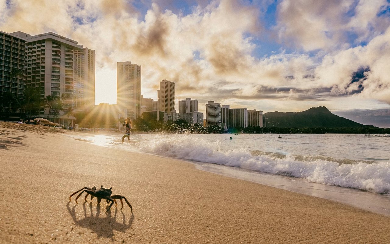 How Apartment Buildings Are Marketed to Buyers in Honolulu cover