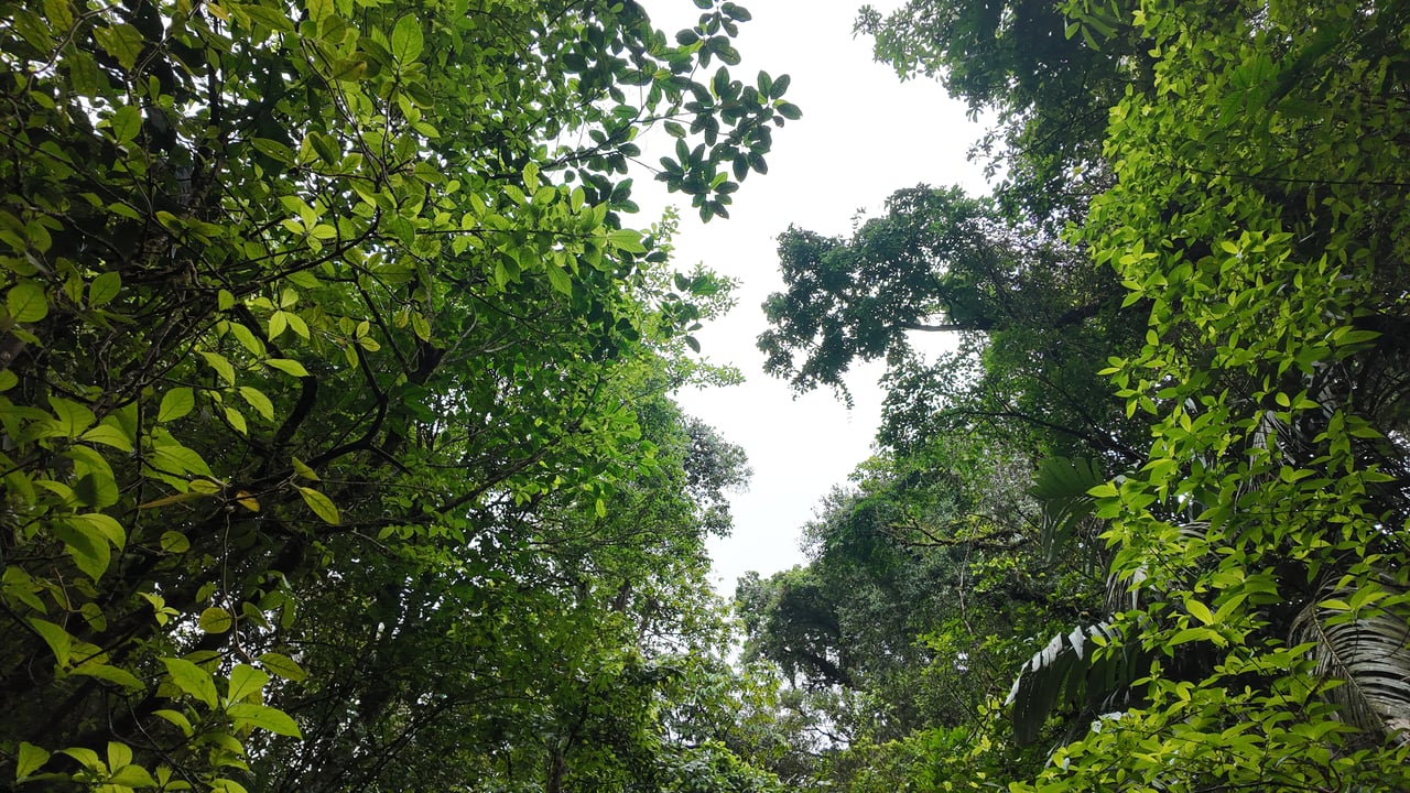 10.5 Hectares Rio Celeste - Nature Lover's Dream - Bijagua 