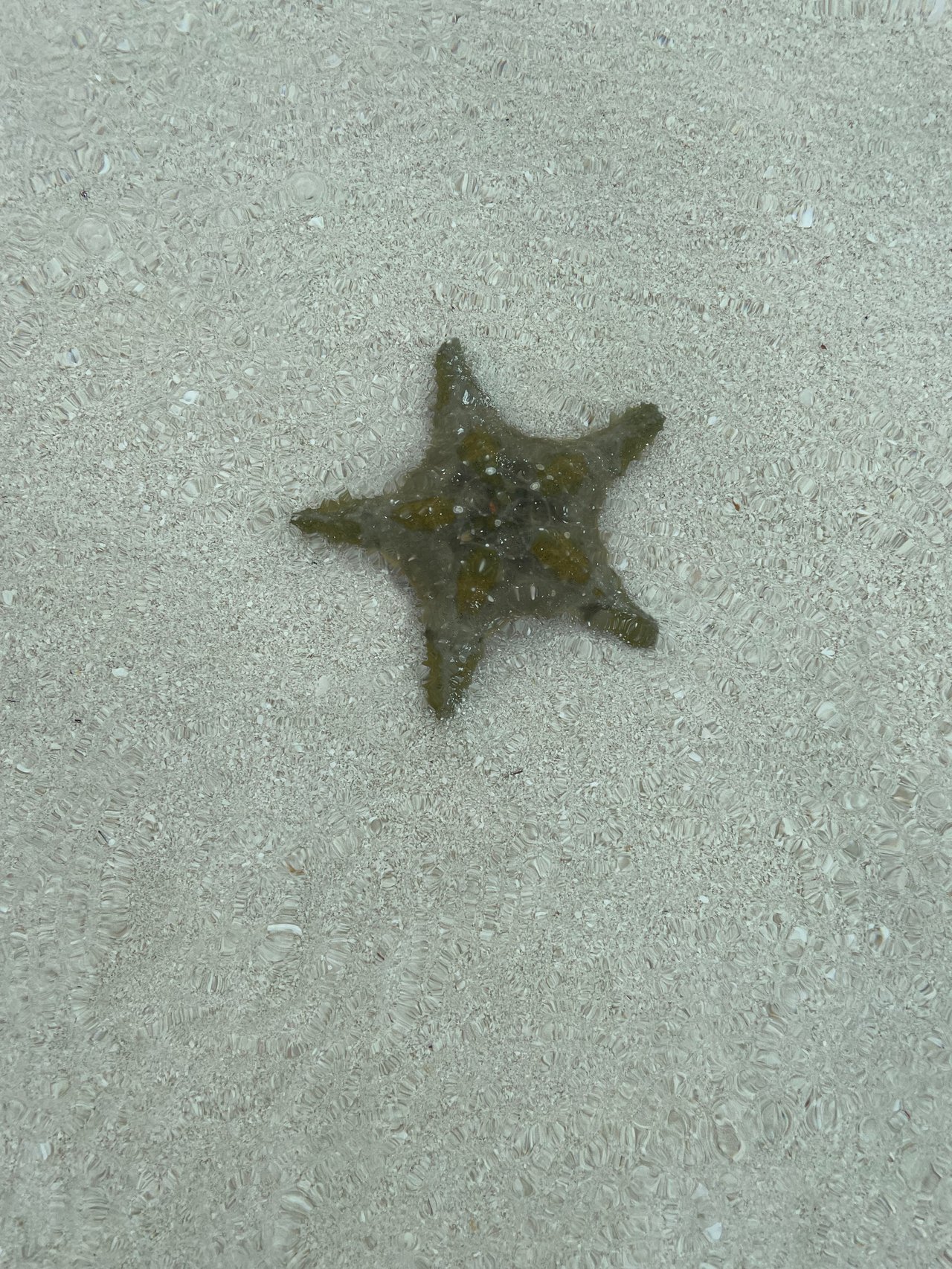 Arabella’s Cove: Barefoot Luxury on the Shores of Great Harbour Cay