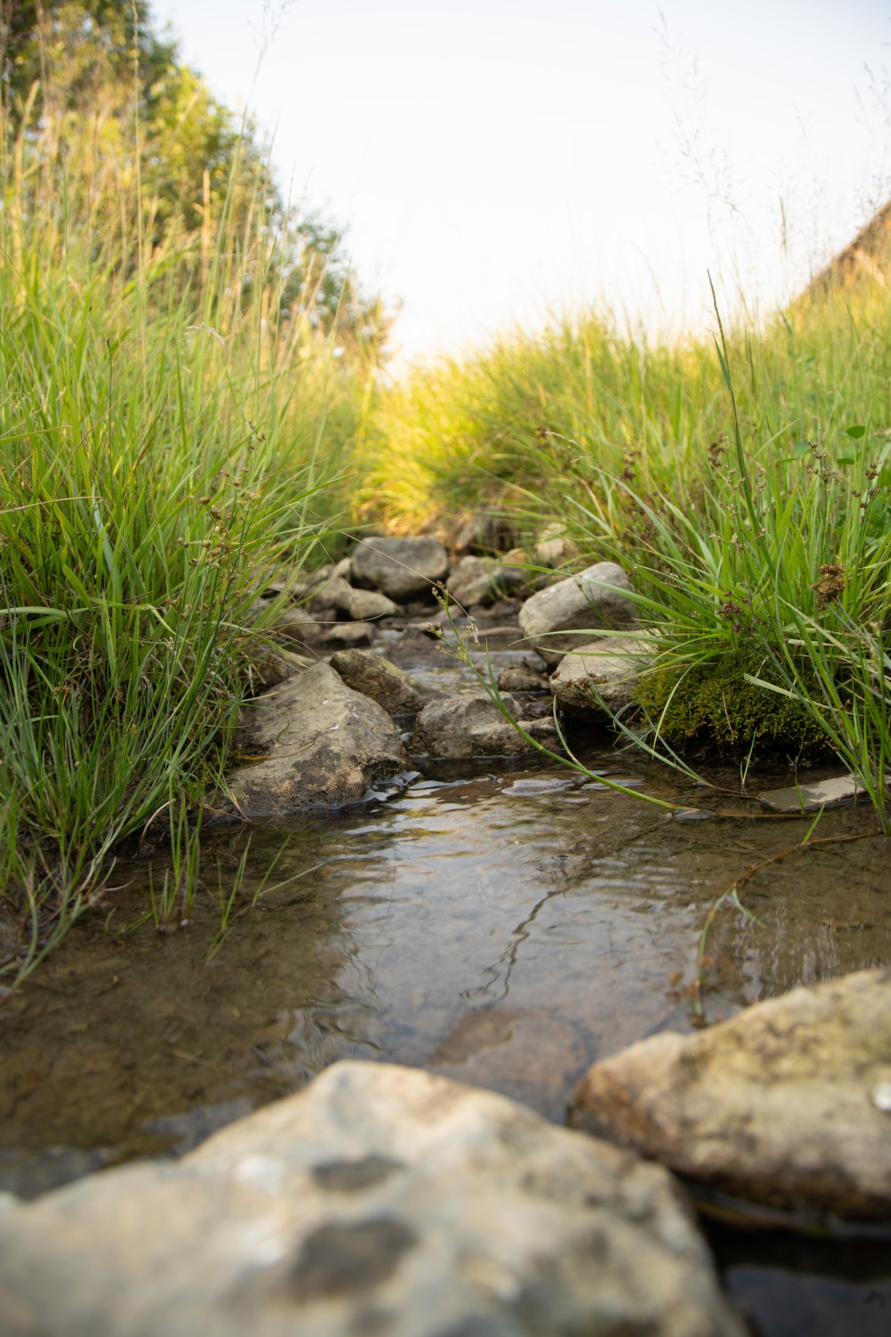 A shallow creek winds between rocks and tall grasses in warm sunlight.