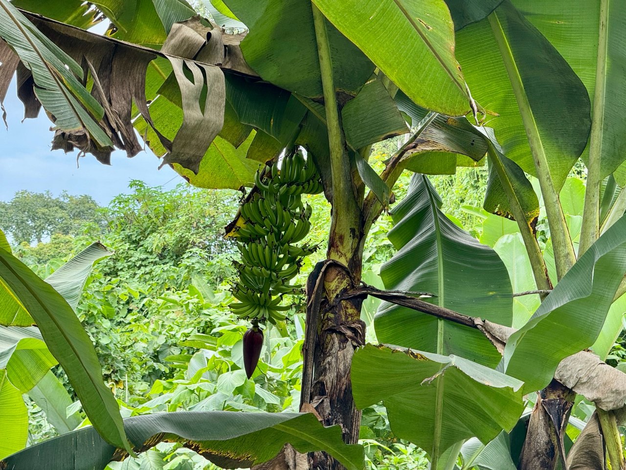 3 ACRES – Beautiful Mountain View Property, Small Ocean Window, Public Road Frontage, Multiple Building Sites, Many Fruit Trees!!!!