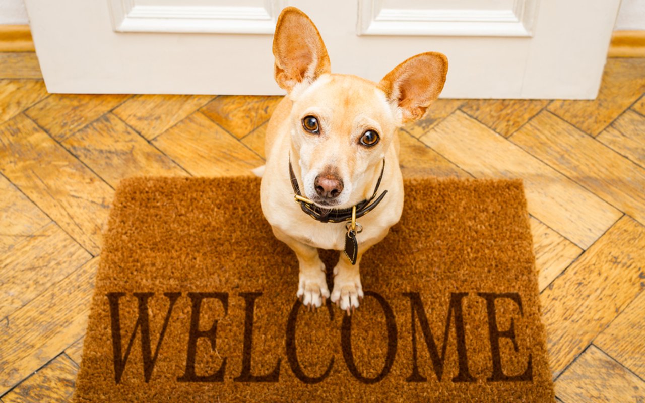 Your Puppy-Welcoming Shopping List